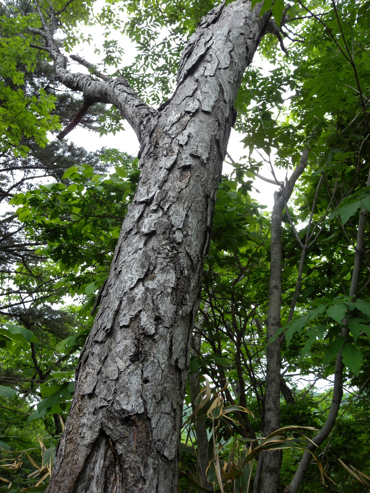 Береза Шмидта Betula schmidtii